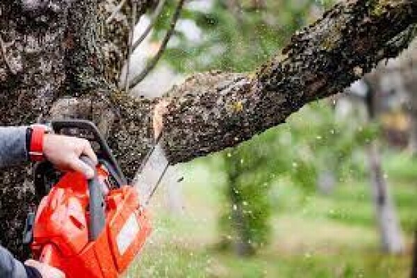Tree Felling Group
