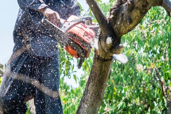 Tree Felling Group