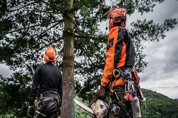 Tree Felling Group
