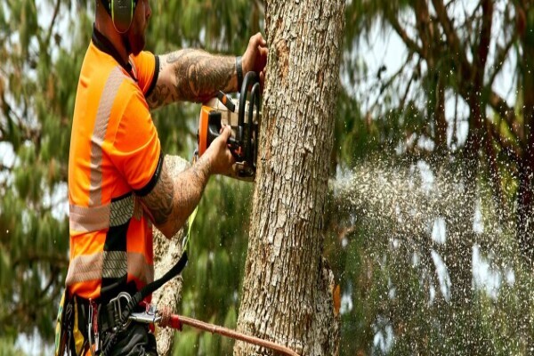 Tree Felling Group