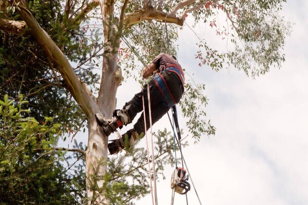 Tree Felling Group