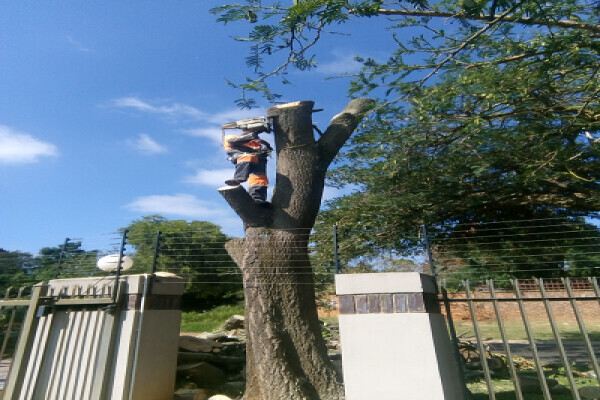 Tree Felling Group