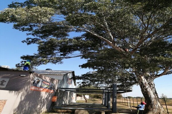 Tree Felling Group