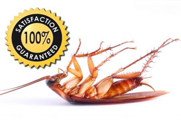 Pest Control Pros - West Coast