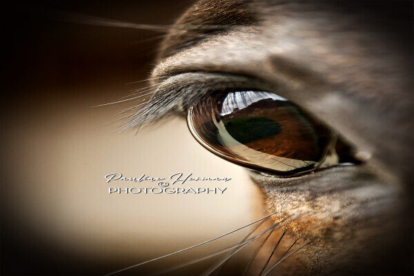 Pauline Herman Photography