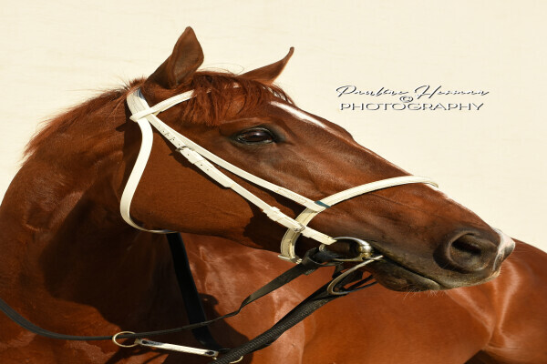 Pauline Herman Photography