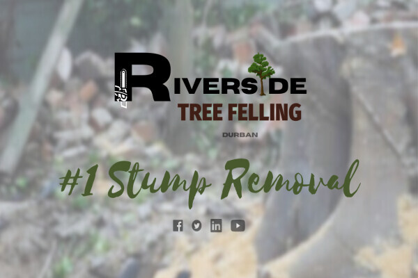 Riverside-Tree Felling