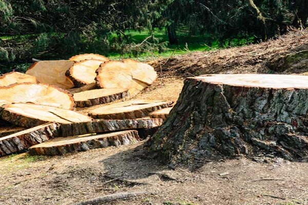 Tree Felling Centurion