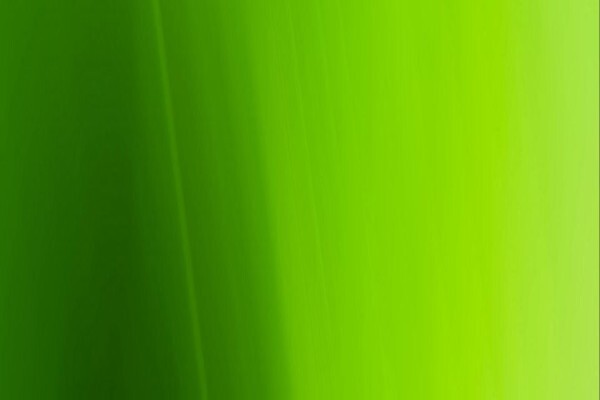 Debt-Rite Debt Solutions