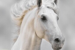 Pegasus Wealth Management (Pty) Ltd