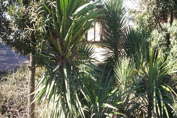 Vesco