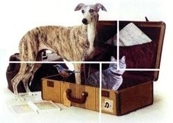 Animal Travel Services