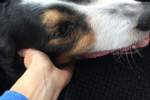 Animal Travel Services