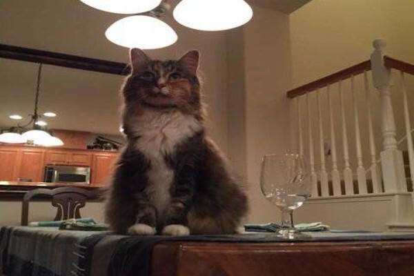 Animal Travel Services