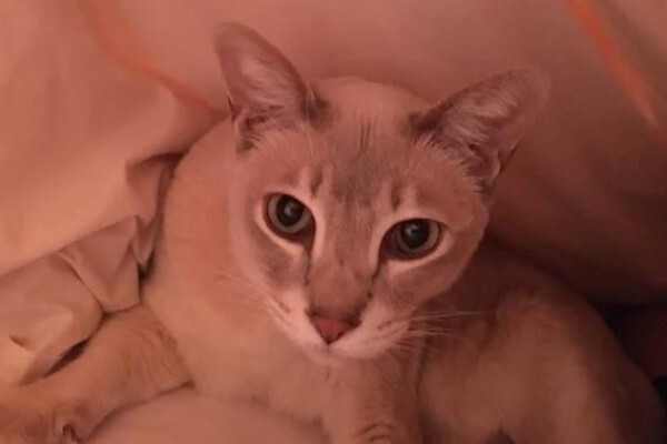 Animal Travel Services
