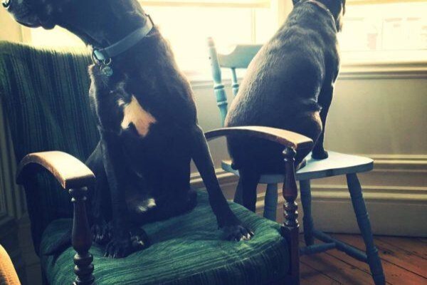 Animal Travel Services