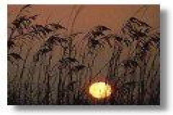 Con-Thatch (Pty) Ltd