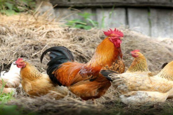 Mogg's Country Cookhouse