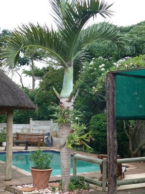 Diving in Africa