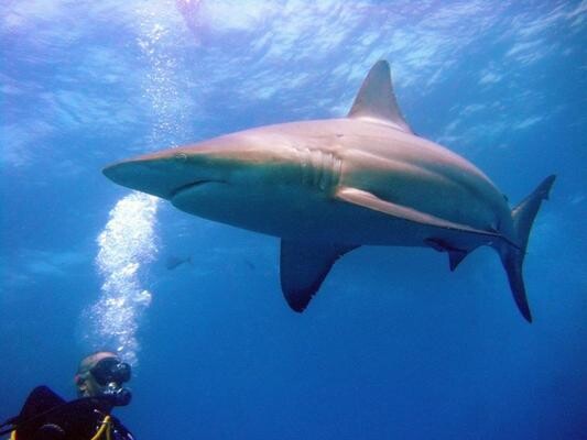 Diving in Africa