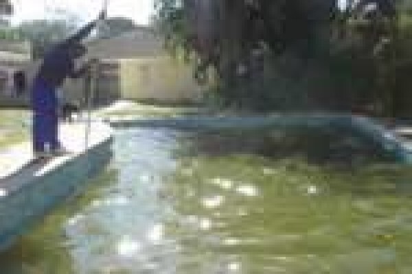 Swimline Pool Cleaning & Repairs