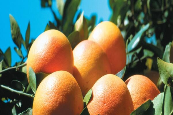 Philagro SA (Pty) Ltd
