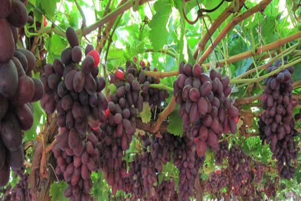 Philagro SA (Pty) Ltd
