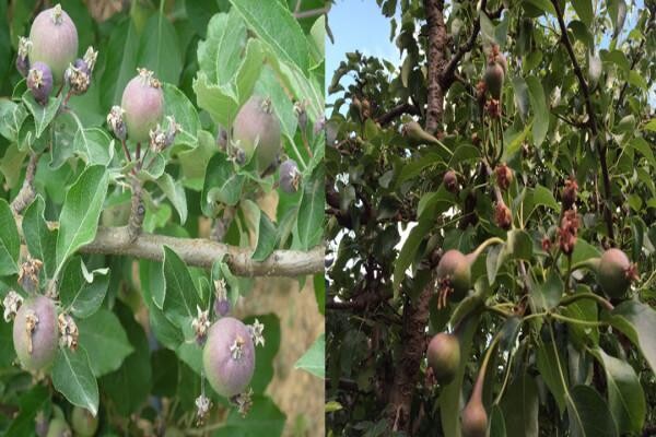 Philagro SA (Pty) Ltd
