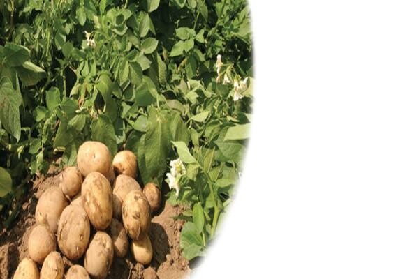 Philagro SA (Pty) Ltd
