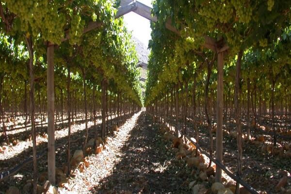 Philagro SA (Pty) Ltd