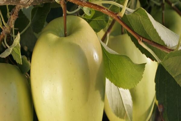 Philagro SA (Pty) Ltd
