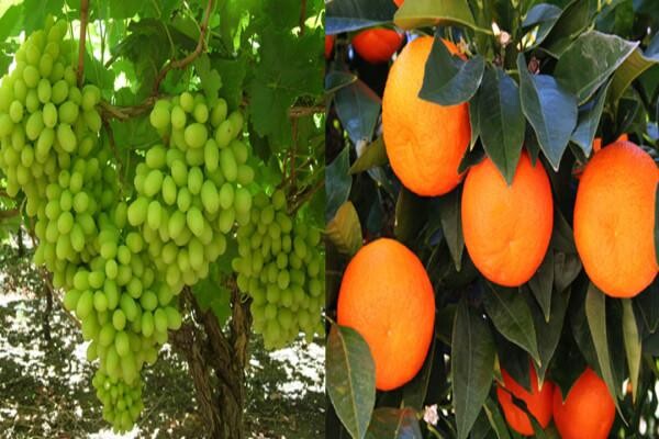 Philagro SA (Pty) Ltd