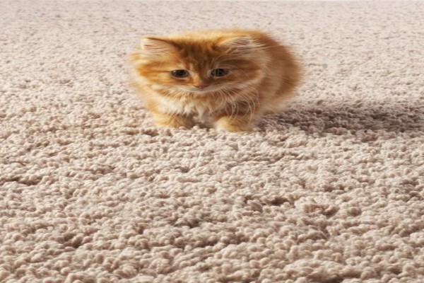 Montana Carpets & Wooden Flooring