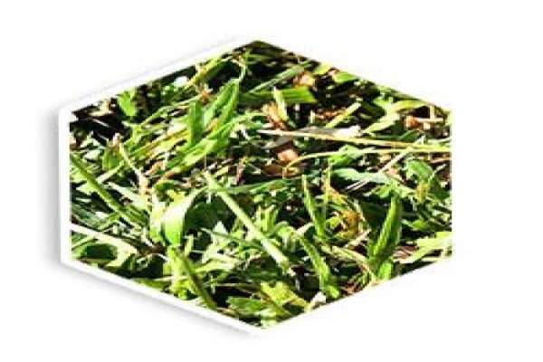 Agri Organics CC