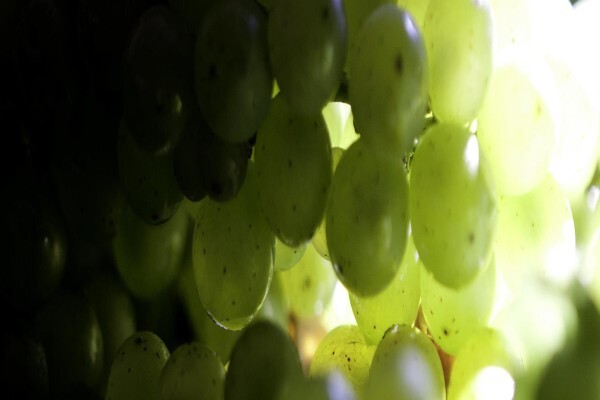 Bramon Hardware Viticulture Supplies