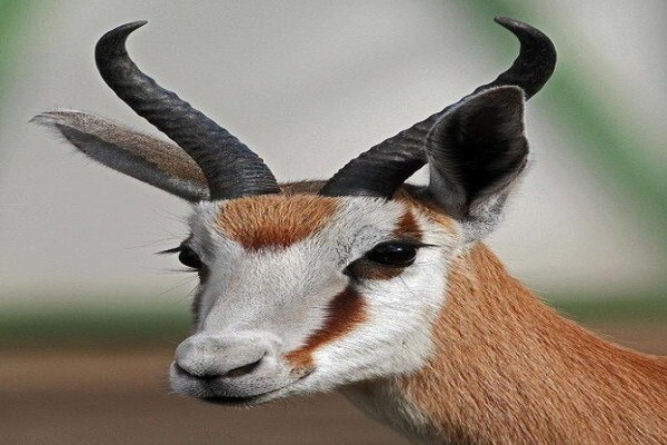 D'Cor Africa