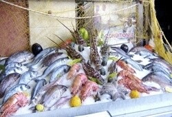 Mediterranean Fish Centre