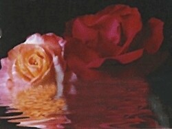 Amiena's Family Flowers