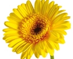 Fourways Flower Market