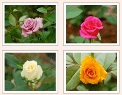 Murambi Roses