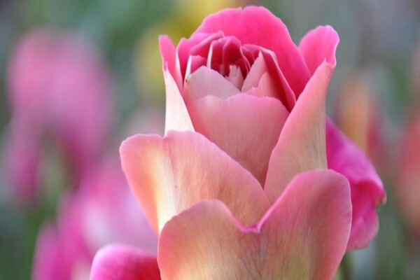 Bizzie Lizzie