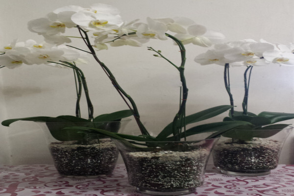 Lily Of The Valley Florist