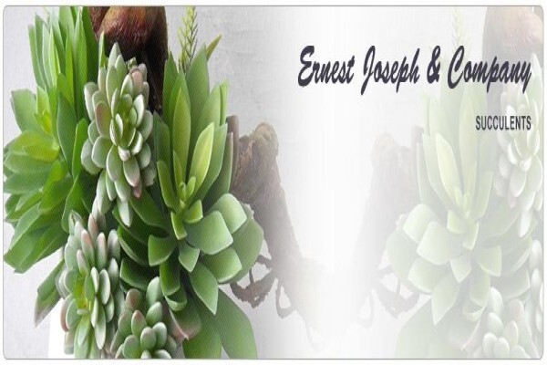 Ernest Joseph & Co (Pty) Ltd