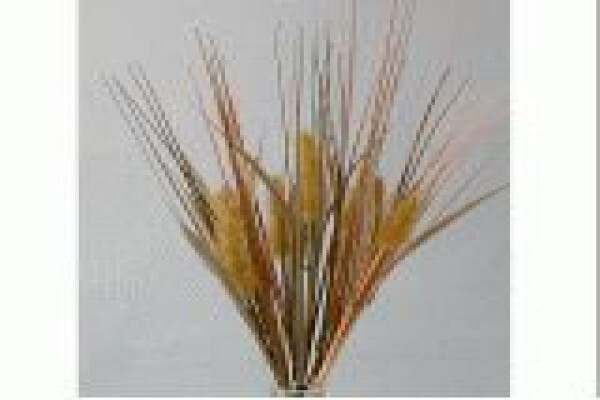 Ernest Joseph & Co (Pty) Ltd