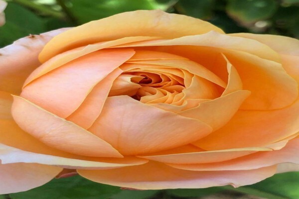 Ludwigs Soleil Cut Roses