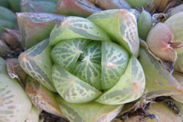 Rhubarb Flower Company