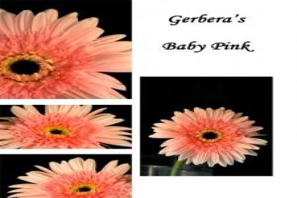 Sekretaris Pan Flower Farm