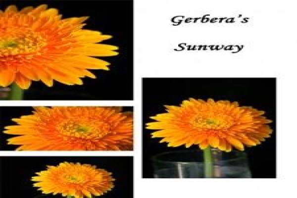 Sekretaris Pan Flower Farm