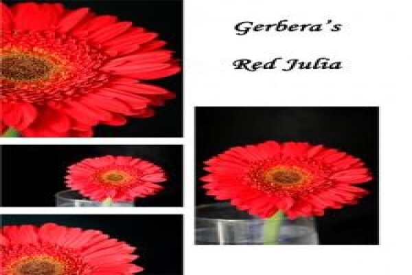 Sekretaris Pan Flower Farm