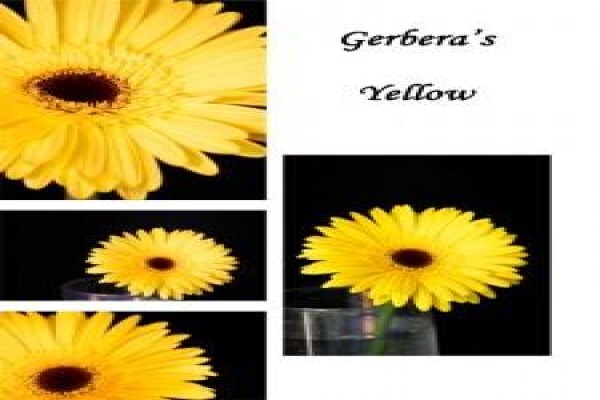 Sekretaris Pan Flower Farm